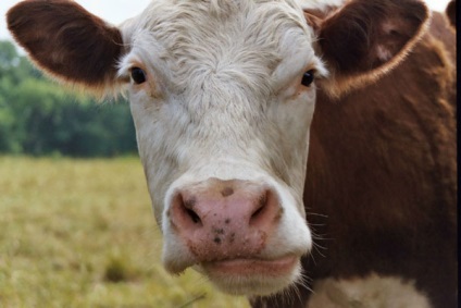 gasztrointesztinális kezelés működik a tehenek