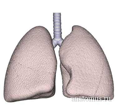 Humán tüdő, tüdő szerkezetével és funkciójával