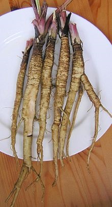 Bojtorján (nagy) bojtorján