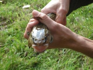 Loach horgászat, télen és nyáron, különösen az élet halak és tanácsok a gyártás és felhasználás (csík halászati kosár) Loach horgászat, télen és nyáron, különösen az élet halak és tanácsok az előállítása és felhasználása