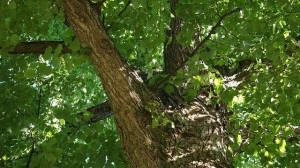 Mágikus hárs, mágikus növények (jelek) Mágikus hárs, mágikus növények