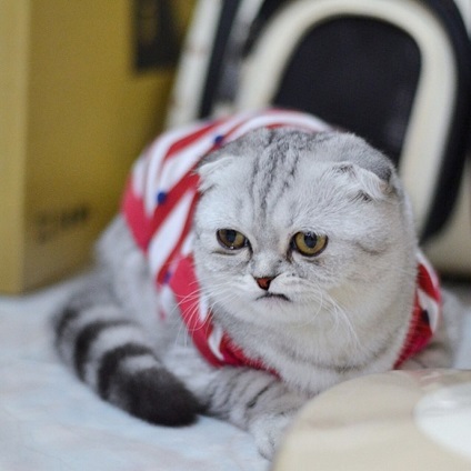 Baba pi - a legszomorúbb macska a világon
