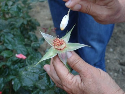 Mesterkurzus létrehozása (hibridizáció) egy új fajta rózsa