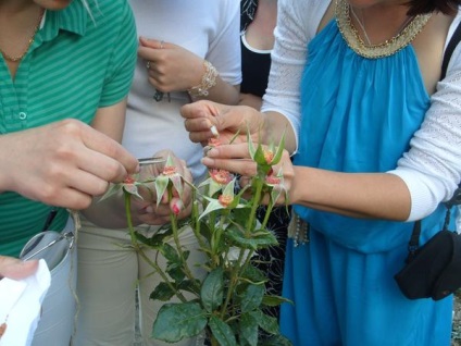 Mesterkurzus létrehozása (hibridizáció) egy új fajta rózsa