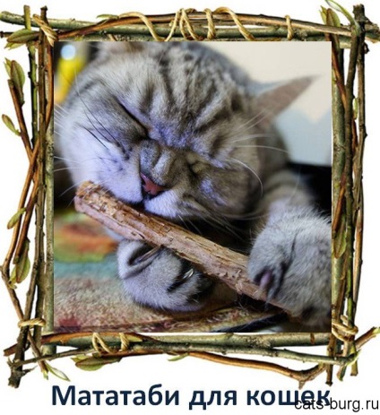Matatabi macskáknak - mágikus száron, városi macskák