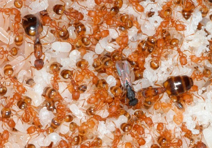 Méh háztartási hangyák, hogyan kell megtalálni, és hogyan néz ki a fotó
