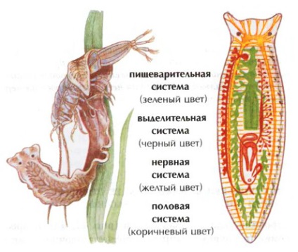 Tejfehér Planaria (jellemzők és szerkezet), Zoológia