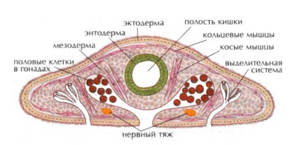 Tejfehér Planaria (jellemzők és szerkezet), Zoológia