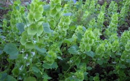 Moluccella laevis - Kert Szibéria (harangok, amelyen belül) Moluccella laevis - Kert Szibériában