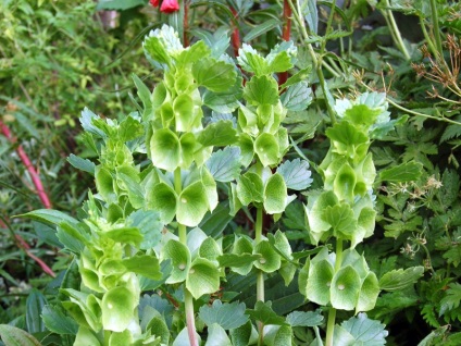 Molyutsella ír harangvirág növekvő magról, ültetés, gondozás, valamint használhatják a kerti