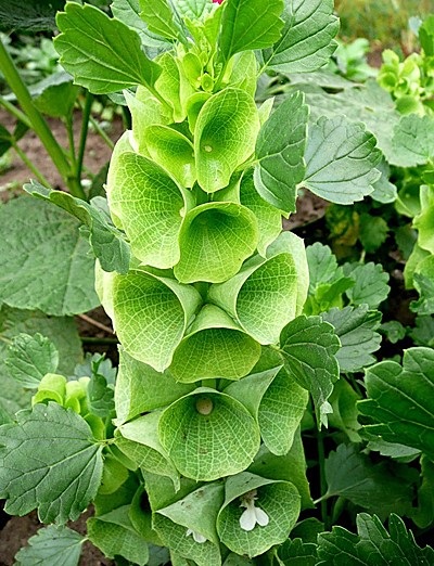 Molyutsella ír harangvirág növekvő magról, ültetés, gondozás, valamint használhatják a kerti