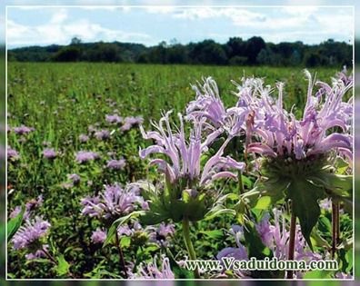 Monarda (fotó) ültetés ellátás és típusú bergamott - sikeres ötletek (ellátás) Monarda (fotó) ültetés ellátás és típusú bergamott - sikeres ötletek