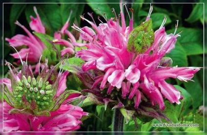 Monarda (fotó) ültetés ellátás és típusú bergamott - sikeres ötletek (Monarda) Monarda (fotó) ültetés ellátás és típusú bergamott - sikeres ötletek