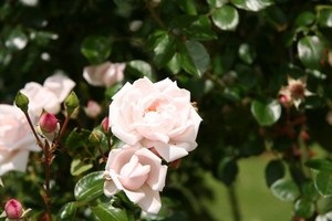 Fagyálló fajta rózsa Szibériában és Moszkvában nézetek, gondozása palántákat és ültető rózsa szabályok