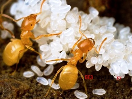 Ant queen ant otthon külleme és szerepe a Anthill