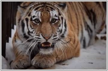 Férfi tigris, Horoszkóp