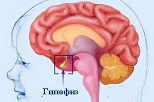 Elégtelen a hipotalamusz funkciójának és az agyalapi mirigy hormon hiánya tünetek