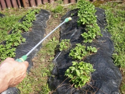 Strawberry Processing ősz (feldolgozás) Feldolgozása szamóca az ősszel