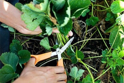 Strawberry Processing ősz (feldolgozás) Feldolgozása szamóca az ősszel