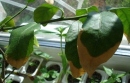 Опадає листя у кімнатного мандарина причини і лікування