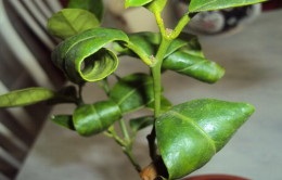 Опадає листя у кімнатного мандарина причини і лікування