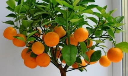 A levelek hullanak a beltéri mandarin okai és kezelése