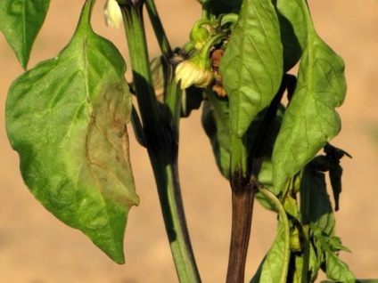 A levelek hullanak a paprika, miért esik, mit kell tenni