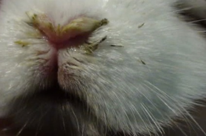 Leírás A nyulak betegségek - rhinitis okok, tünetek és a kezelés a betegség (betegség) Leírás A nyulak betegségek - rhinitis okok, tünetek és a kezelés a betegség
