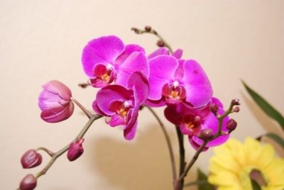 Orchid phalaenopsis - ápolási otthon, hogyan lehet eljutni virágzik, és mit kell a talajt,