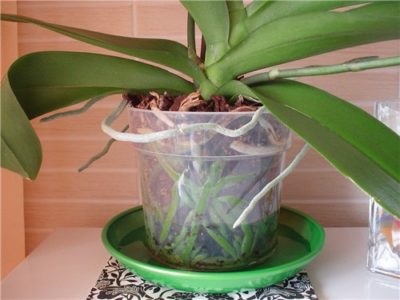 Orchid phalaenopsis - ápolási otthon, hogyan lehet eljutni virágzik, és mit kell a talajt,