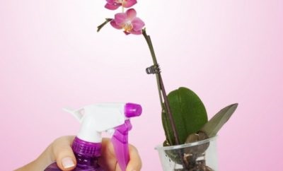 Orchid phalaenopsis - ápolási otthon, hogyan lehet eljutni virágzik, és mit kell a talajt,