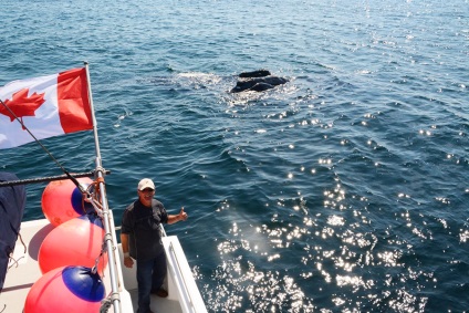 Megszabadult a hálózati bálna megölt megmentője