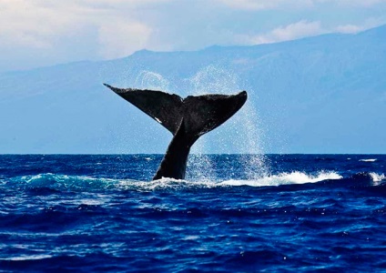 Megszabadult a hálózati bálna megölt megmentője