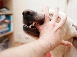 Duzzanat a kezek után kutya harap