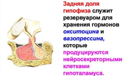 Eltérés az agyalapi mirigy az agy tüneteit funkciók