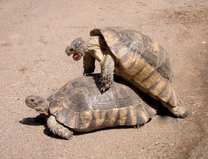 Arról, hogy milyen szárazföldi teknősök társ és Krasnouhie