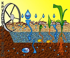 A víz és a talaj (talajnedvesség)