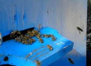 A méhek tavasszal ellátás medosbora hatékonyság növelése (az első tisztítási átrepült) Méhek tavaszi ellátás hatékonyságának növelése méz gyűjtésre