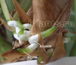 Átültetést orchideák (transzplantációs) kiültetés orchideák