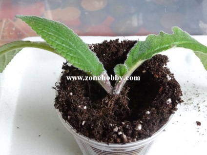 Transplantation streptokarpusy (streptokarpusy) átültetést streptokarpusy