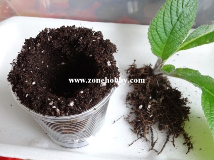 Transplantation streptokarpusy (streptokarpusy) átültetést streptokarpusy