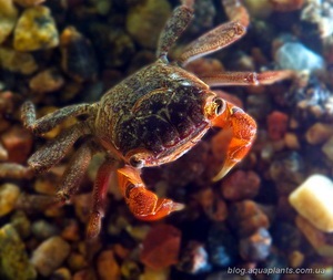 A személyes weboldal - vörös mangrove rák