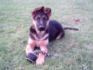 Az első lépések az oktatás egy német juhász (Shepherd) Az első lépések a figyelem a német juhász