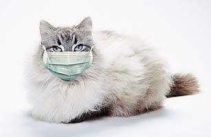 Pneumonia macskáknál tünetek és a kezelés veszélyes betegségek