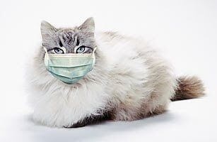Pneumonia macskáknál tünetek és a kezelés veszélyes betegségek (tüdőgyulladás) Pneumonia macskáknál tünetek és a kezelés veszélyes betegségek