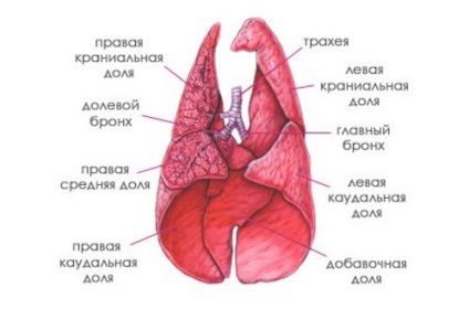 Pneumonia macskáknál tünetek és a kezelés veszélyes betegségek