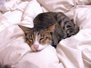 Pneumonia macskáknál tünetek és a kezelés veszélyes betegségek