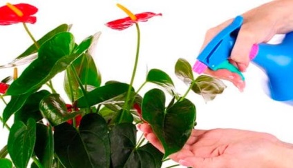 Miért ne virágok Anthurium és mit kell tenni az újbóli virágzás