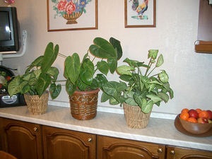 Miért ne Anthurium virágzik kiültetés után mi a teendő (valamiért a transzplantáció után már nem virágzik nem nőnek virágok do Anthurium) Miért ne kiültetés után virágok Anthurium, mit kell tenni
