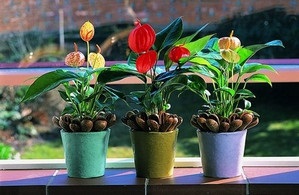 Miért ne Anthurium virágzik kiültetés után mi a teendő (valamiért a transzplantáció után már nem virágzik nem nőnek virágok do Anthurium) Miért ne kiültetés után virágok Anthurium, mit kell tenni